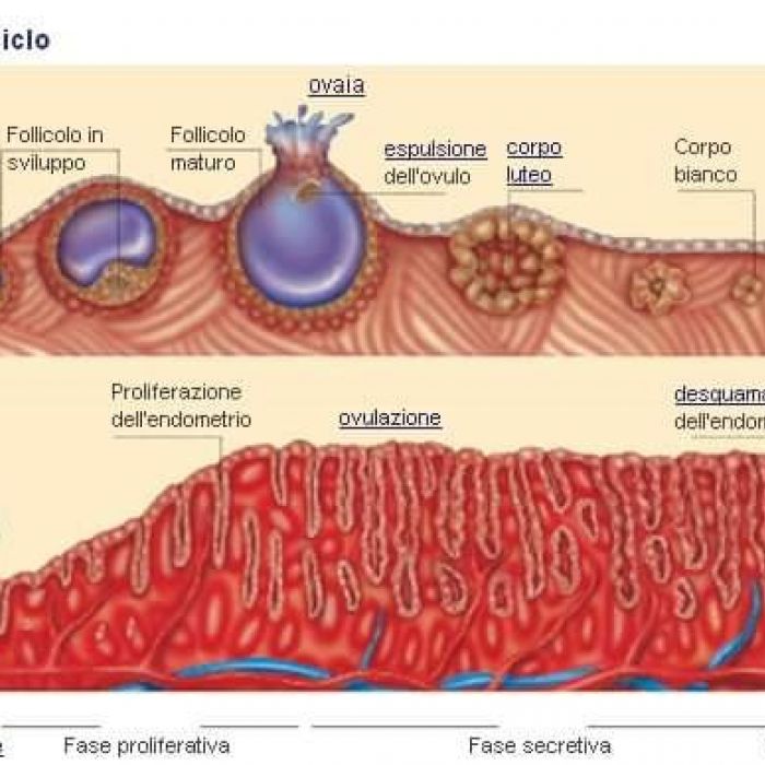 SFALDAMENTO ENDOMETRIO
