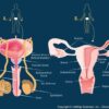 APPARATO FEMMINILE E MASCHILE