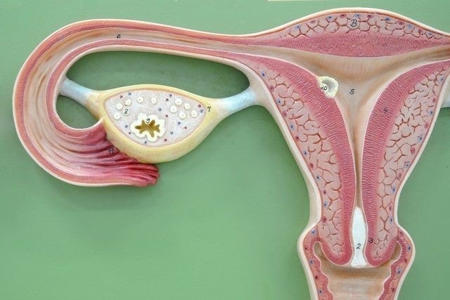 OVULAZIONE: QUESTA SCONOSCIUTA