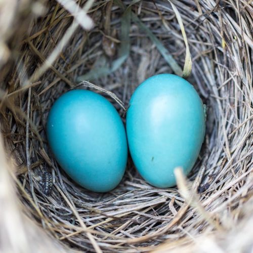 bird-nest-eggs-blue-158734